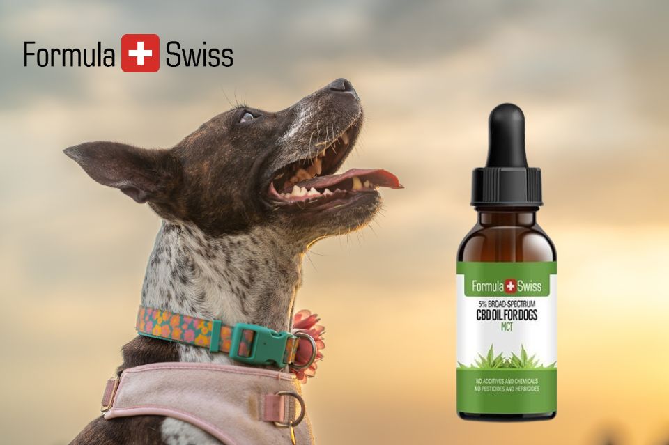 Schweizisk kvalitet til dine firbenede venner: Formula swiss' cbd olie