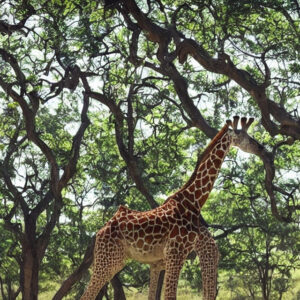 Opdag de nyeste trends inden for girafslibning: Fra glatte overflader til unikke strukturer