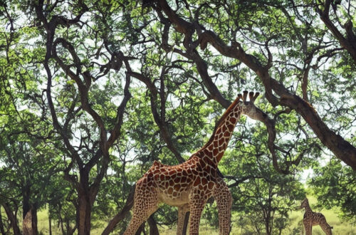 Opdag de nyeste trends inden for girafslibning: Fra glatte overflader til unikke strukturer